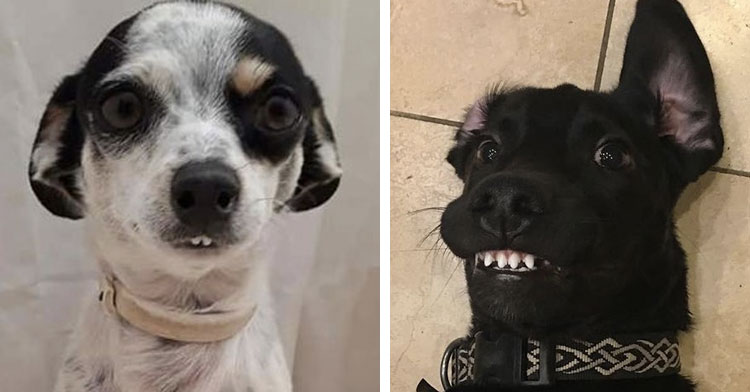 25 Of The Dorkiest Dog Toofs Posted On Reddit. -InspireMore