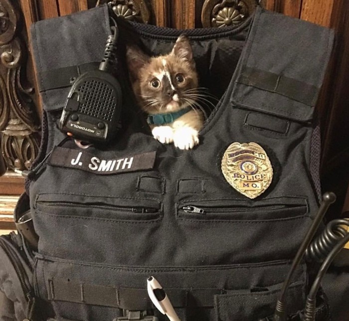 Police Officer Adopts Kitten He Saved From Highway Median. -InspireMore