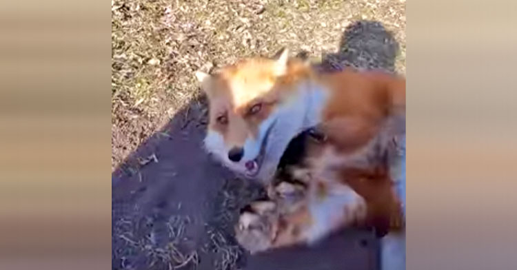 Naughty Pet Fox Steals Mom’s Phone And Makes A Break For It. -InspireMore