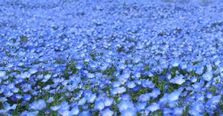 15 Breathtaking Photos Of The Flower Fields In Japan's Hitachi 