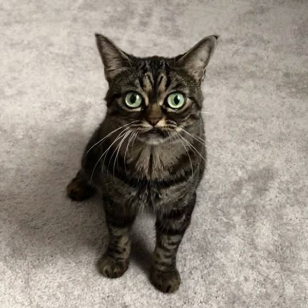 Kitzia the New Grumpy Cat on Instagram