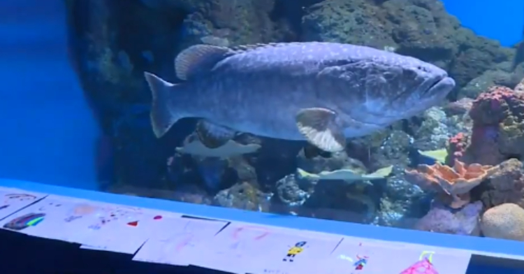 Meet Methuselah, the World's Oldest Living Aquarium Fish - The New York  Times