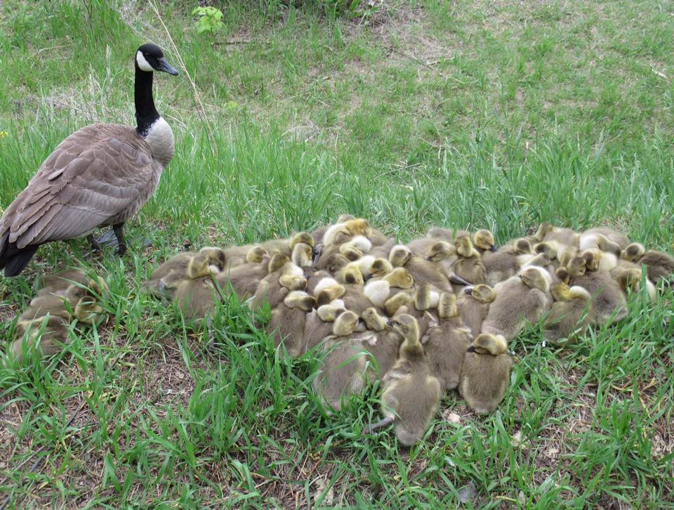 goose and goslings