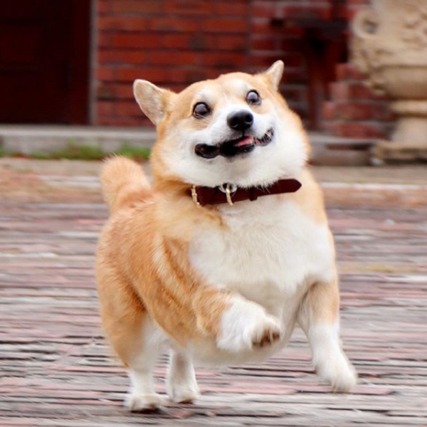 This Corgi Has Perfectly Hilarious Expressions For Every Occasion And ...