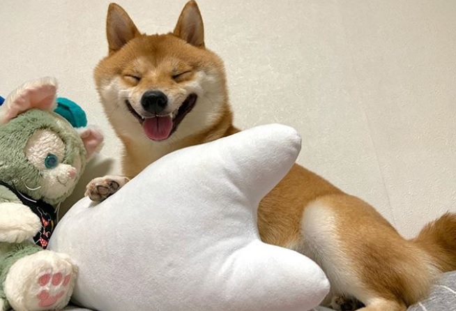 How Shiba inu express love for their owners – grape Japan