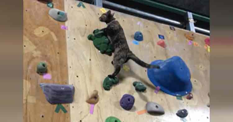 Cat on sale climbing gym