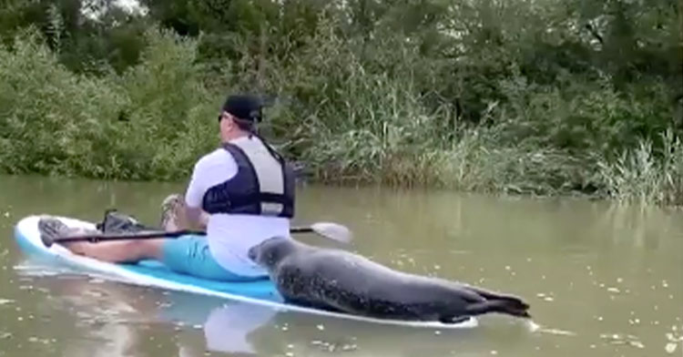 Friendly Seal Hops On Group's Paddleboards And Makes Himself At Home ...