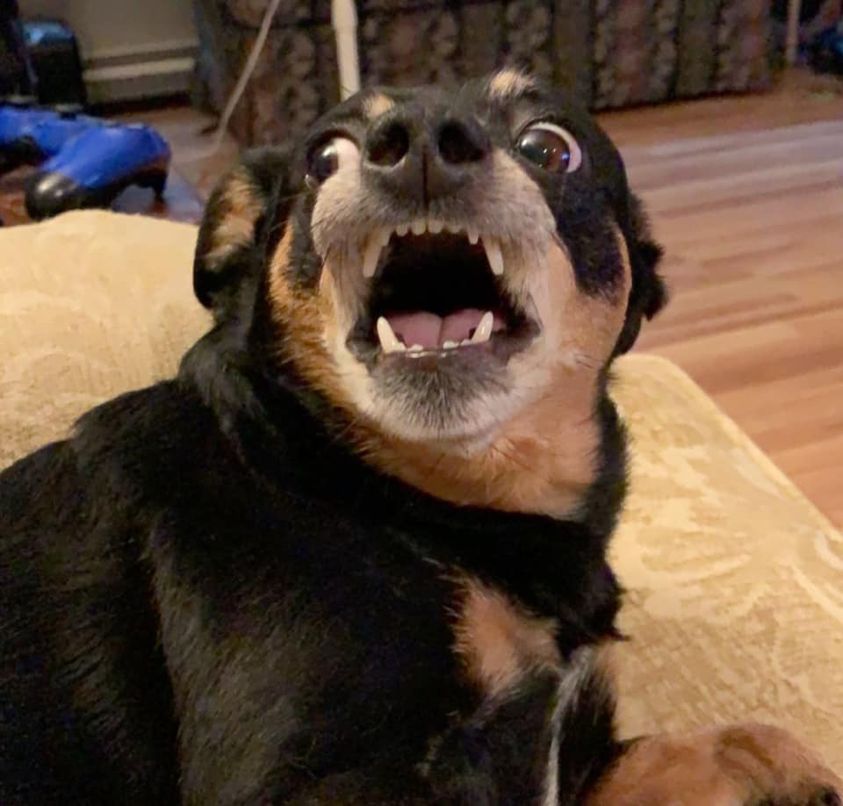 25 Pups Who Won The “Unflattering Dog Photo Challenge” Without Even ...