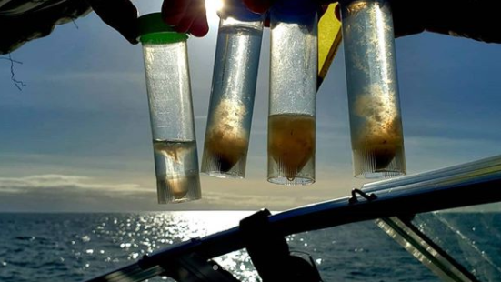 whale fecal samples