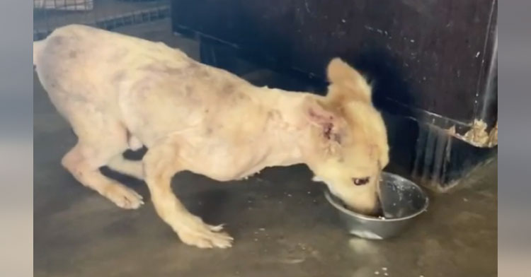 No One Wanted This Disabled Dog Until Animal Rescuer Welcomes Him Home ...