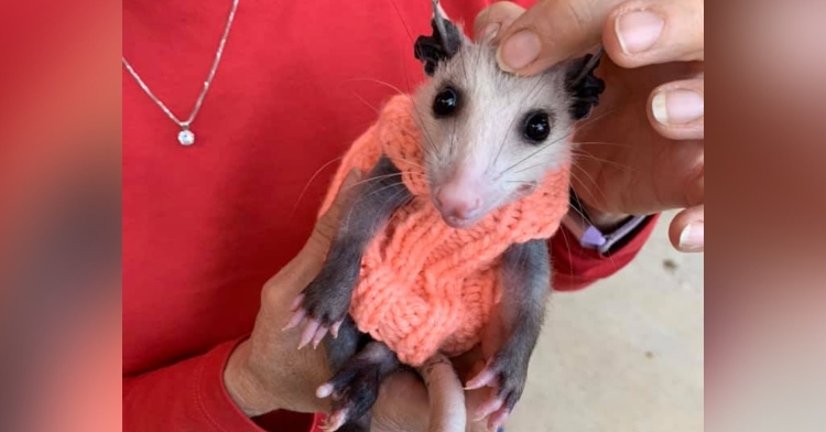 Possum sweaters sale