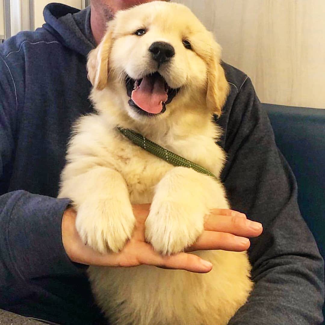 25 Precious Puppies Who Are Here To Steal Your Heart – InspireMore