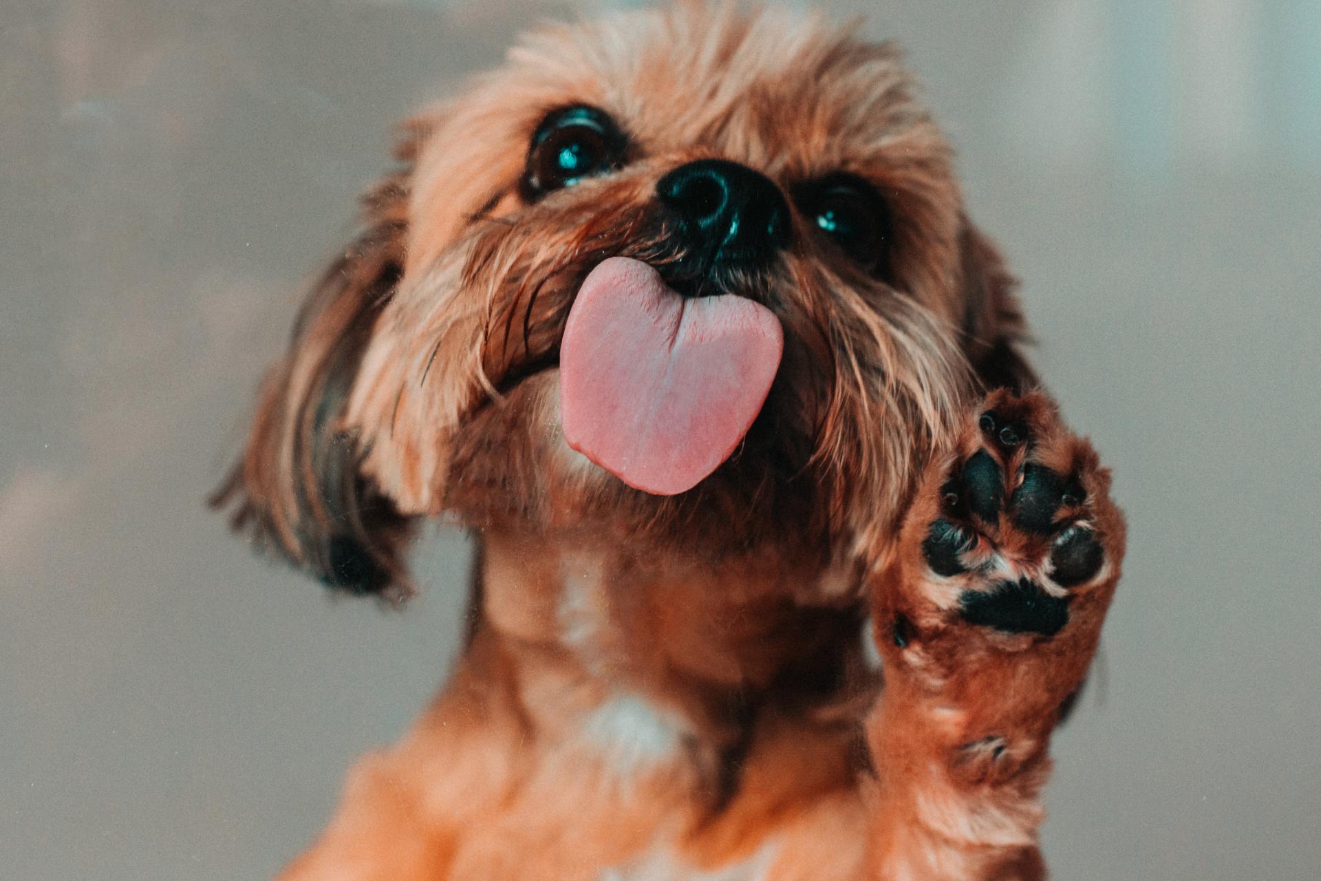 https://www.inspiremore.com/wp-content/uploads/2021/07/Why-Do-Dogs-Lick-You.jpeg