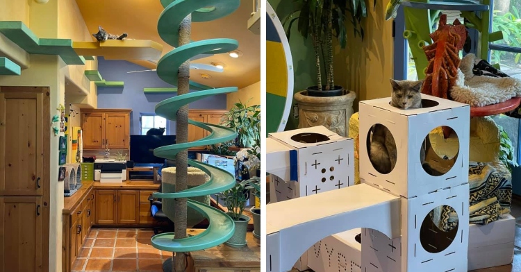 Man Builds Mini Paradise For His Cats And It’s Catnip For The Soul ...