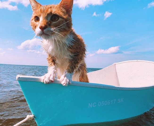 Meet Marlin, The Cat Who Doesn't Know He Isn't Supposed To Like Water ...