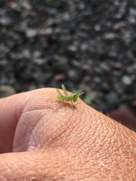 15 Teeny-Tiny Critters Who Can Fit On Your Finger – InspireMore