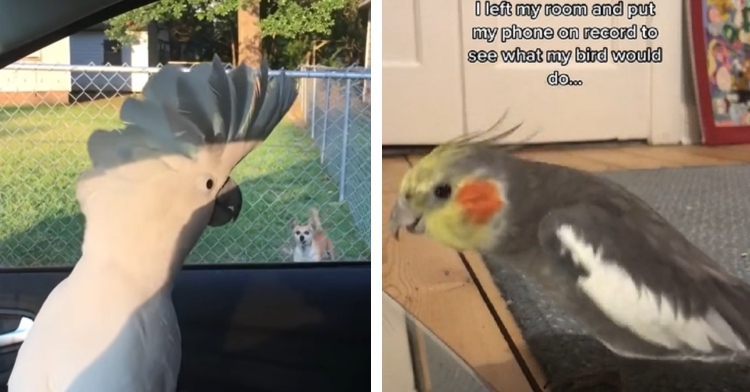 Funny bird videos 2021 new arrivals