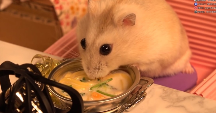 Watch Nana The Hamster Get The Mini Dinner Of Her Dreams In Her