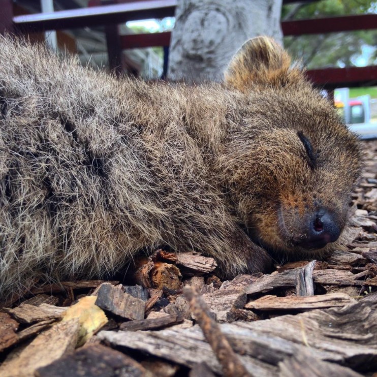 15 Times Quokkas Proved They're The World's Happiest (And Cutest ...