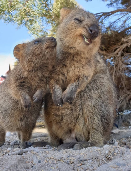 15 Times Quokkas Proved They're The World's Happiest (And Cutest ...