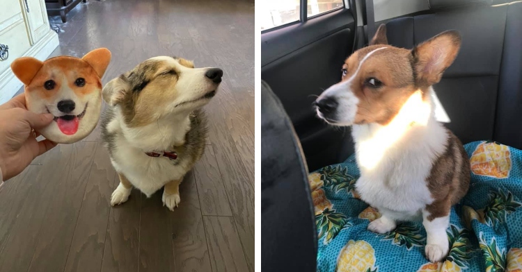 15 Corgis With Such Hilariously Disapproving Faces Their Humans Had To ...