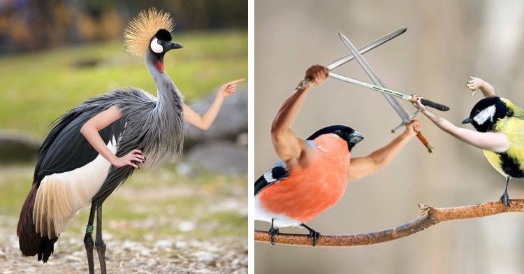 birds with arms do you even lift