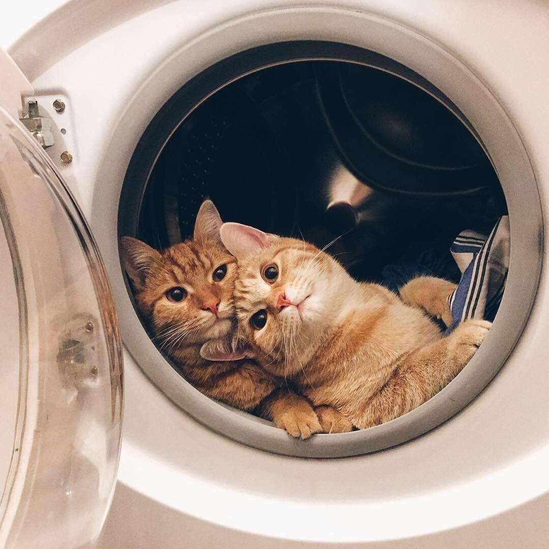 Cats Control Us With Their Cuteness And These 15 Photos Prove It. –  InspireMore