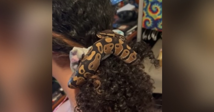 Pet snake acts as a hair scrunchie