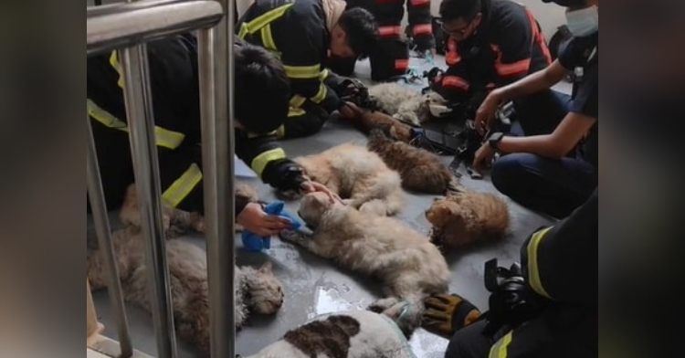 "They Were Not Breathing." Singapore Firefighters Rescue 13 Cats From ...