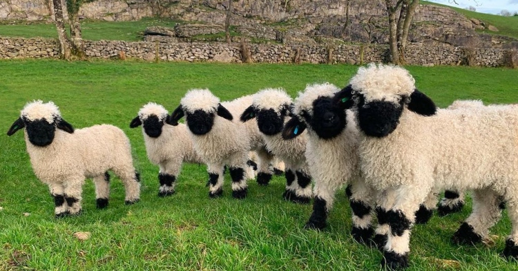 People Say This Is The Cutest Breed Of Sheep In The World Its Us We