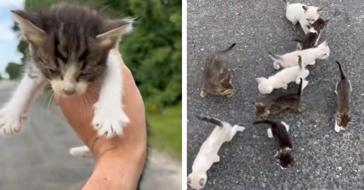 Kitten Ambush Man Rescuing 1 Stray Realizes There Are 12 More In Cutest Stampede Inspiremore