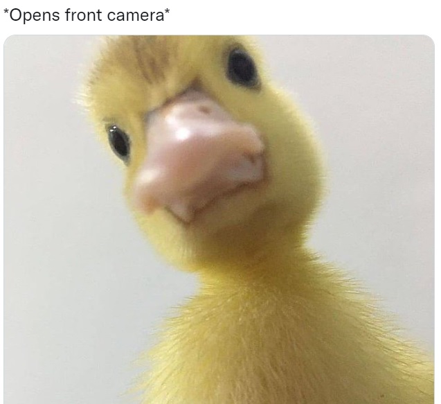 15 Reasons To Get A Duck That Are Honestly Pretty Convincing – InspireMore