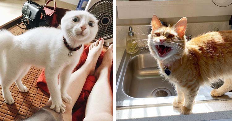 Drama Alert! These 15 Over-The-Top Felines Have Major Cattitude ...