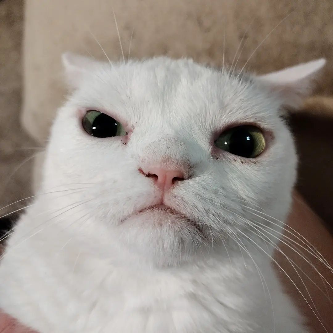 This Dwarf Cat With A Permanent Frown Is Filling The Grumpy Cat Void ...