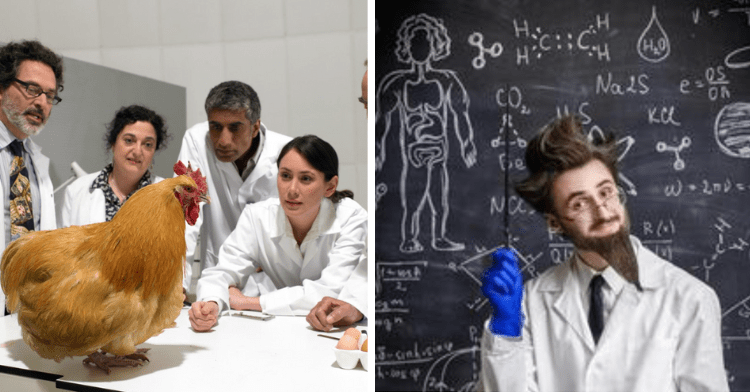 a two-photo collage. on the left there is a group of scientists looking carefully at a chicken. on the right there is a scientist with an extravagant hair-do.