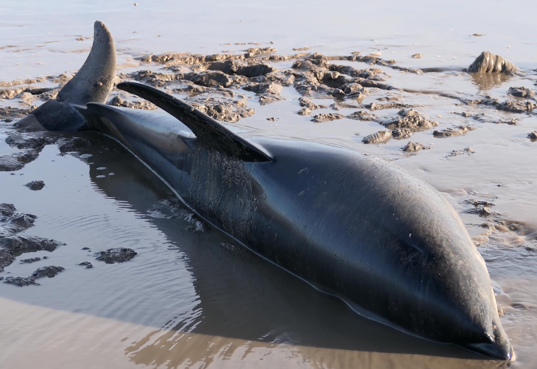 Beached Dolphins Find Freedom As Community Rallies To Save Their Lives ...