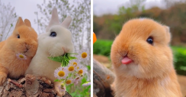 Bunnies, Puppies, and Chicks, Oh My! These 15 Videos Are So Cute It Hurts.  – InspireMore