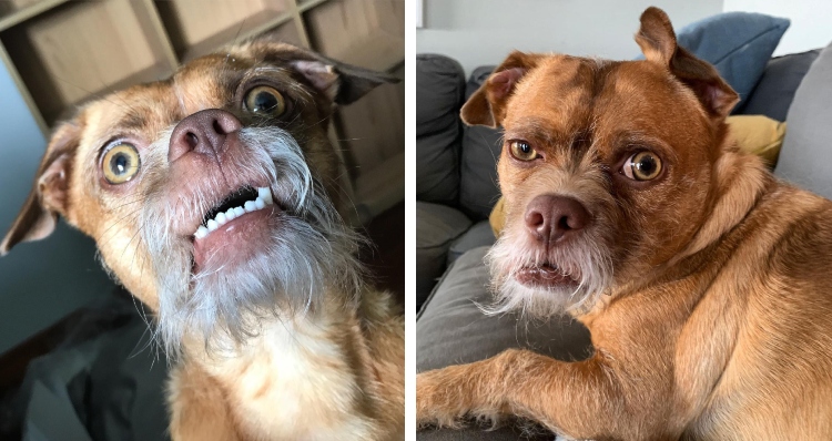 your dogs scared face - Skeptical Dog
