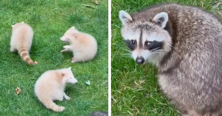 Mama Raccoon Surprises Couple She Regularly Visits With Rare "1 In 10 ...