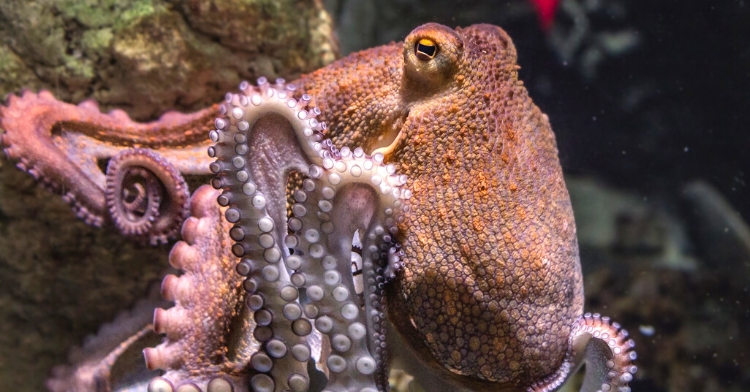 The Strange And Unusual World Of The Octopus — 4 Mind-Blowing Facts You ...