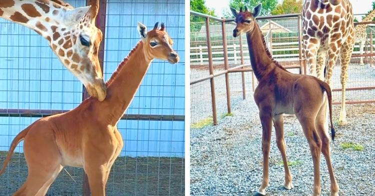 A Once-In-A-Lifetime Baby: Giraffe Born With No Spots At Tennessee Zoo