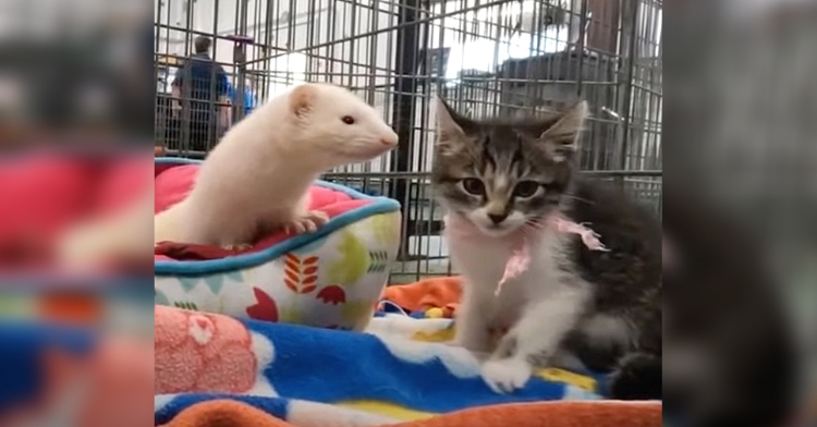 'An Instant Bond.' Banana Pudding The Ferret And Skiddy The Kitten Become Fast Friends.