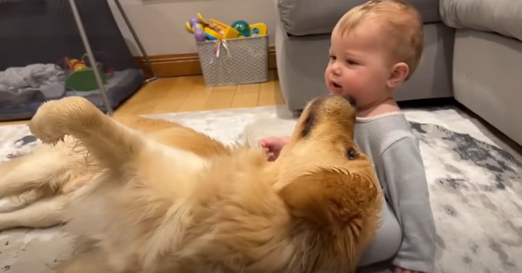 Sweet Golden Retriever Apologizes With Kisses After Accidentally Making ...