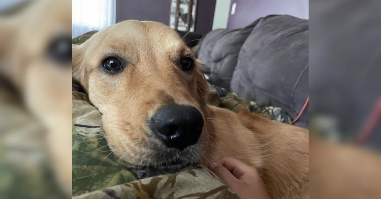 Tears as Golden Retriever Tries To Find Owner After Being Lost for 1 Minute