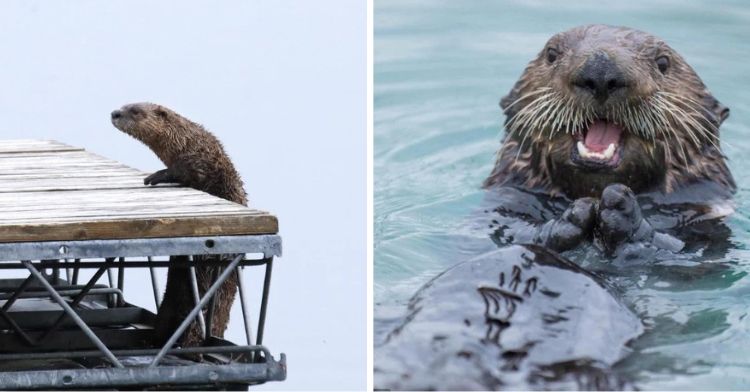 Sea Otters enjoying life in our national parks.