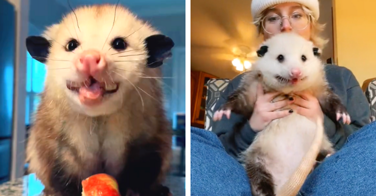 5 Adorable Videos That Will Make You Love Opossums