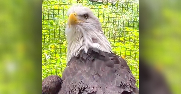 Never Arm Wrestle a Bald Eagle - intoBirds