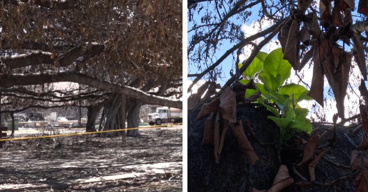 Historic Hawaiian Tree Sprouts New Life For The 1st Time Since The Maui ...