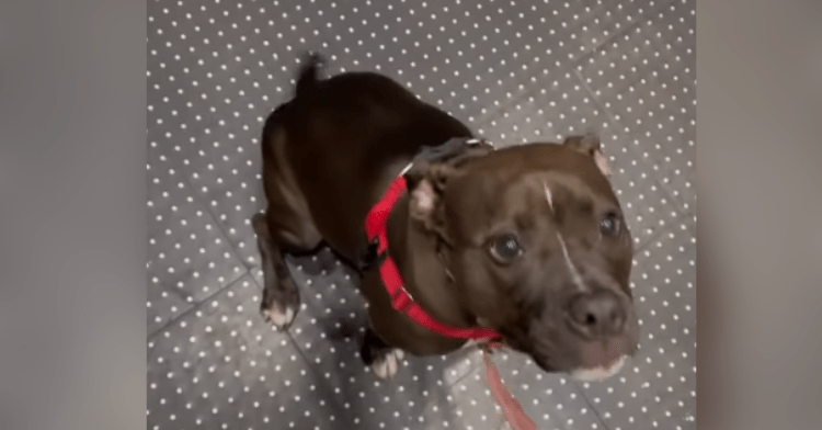 Watch This Nervous Pup Find Courage Through An Adorable Elevator Jingle ...