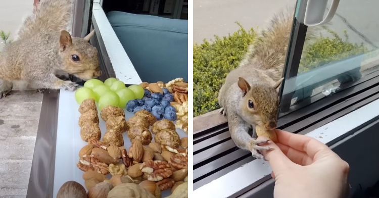 A two-photo collage. The first shows a squirrel hesitantly checking out a charcuterie board full of fruits and nuts sat out on a window seal. The second photo shows a squirrel taking a nut out of someone's hand from a window. The squirrel is holding onto the human's finger with one hand.